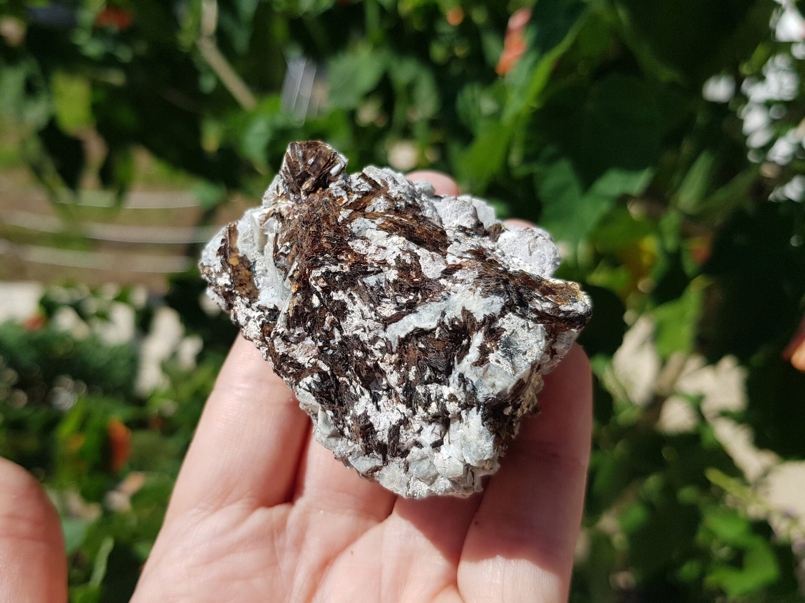 Astrophyllite with aegirine