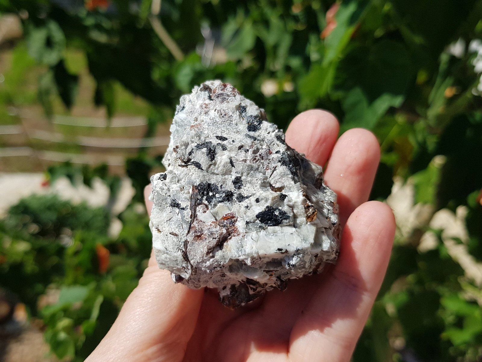 Astrophyllite with aegirine - Image 2