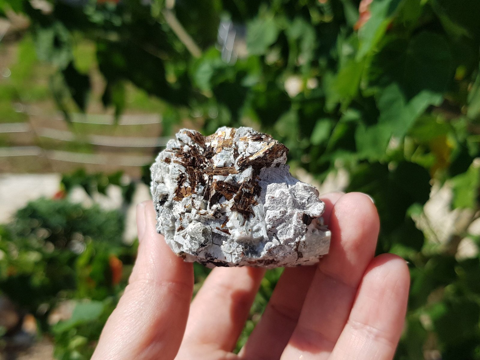 Astrophyllite with aegirine - Image 4