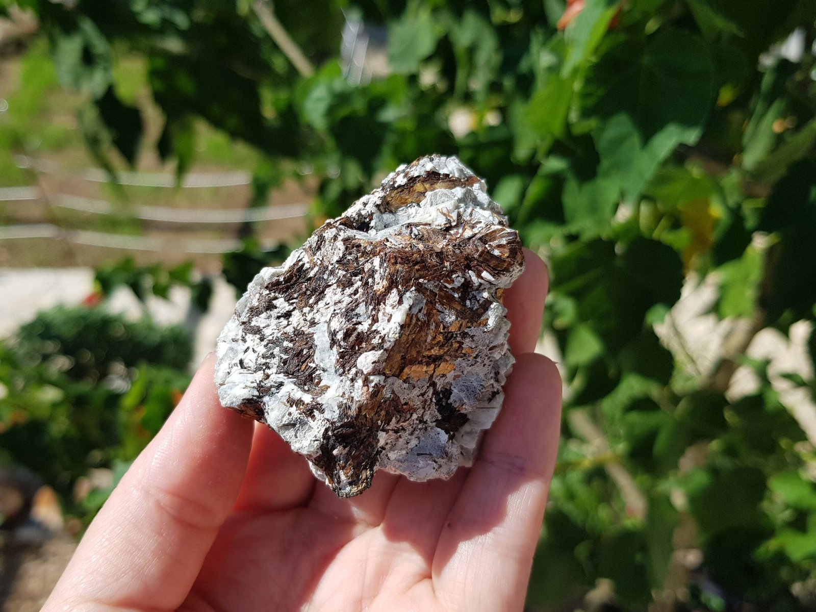 Astrophyllite with aegirine - Image 5