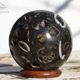 Ammonite in argillite