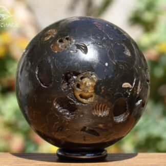 Ammonite in argillite