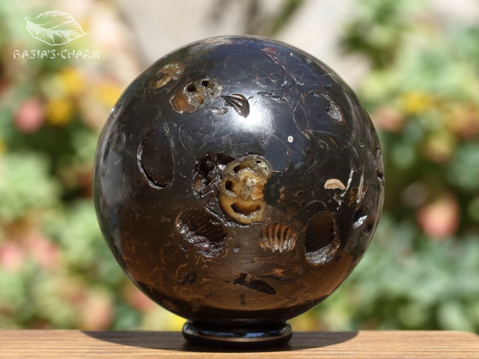 Ammonite in argillite