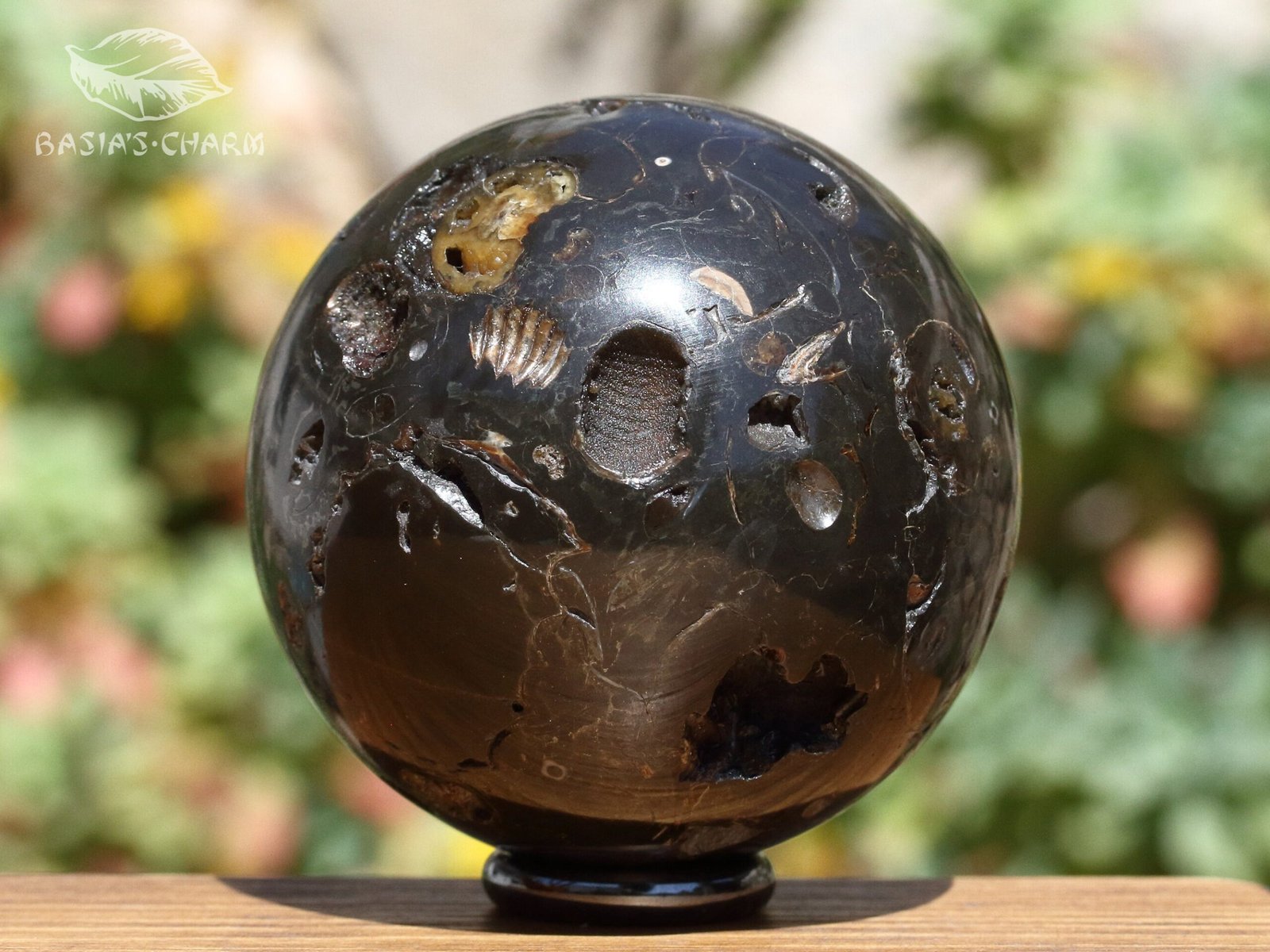 Ammonite in argillite - Image 2