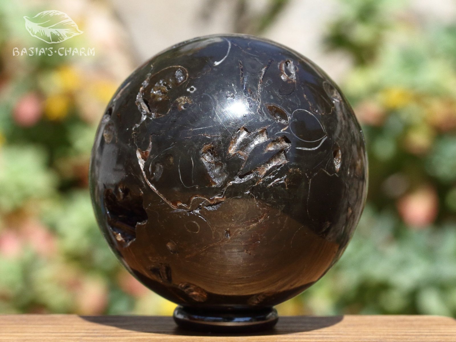 Ammonite in argillite - Image 3