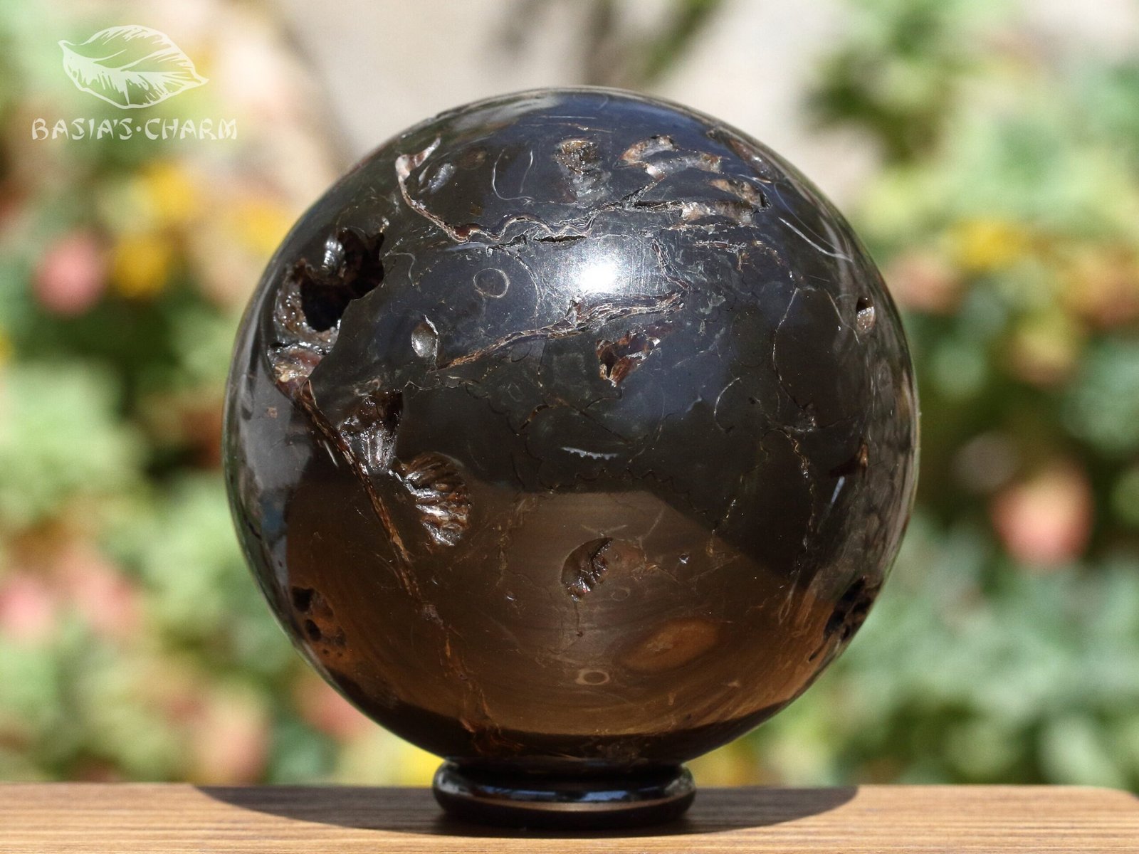 Ammonite in argillite - Image 4