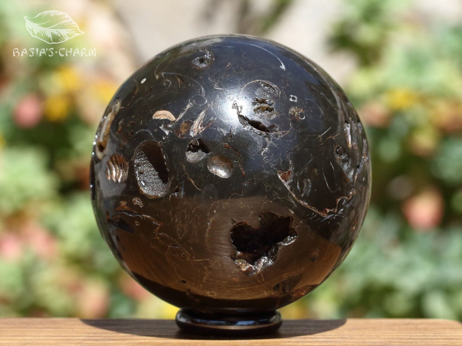 Ammonite in argillite - Image 5