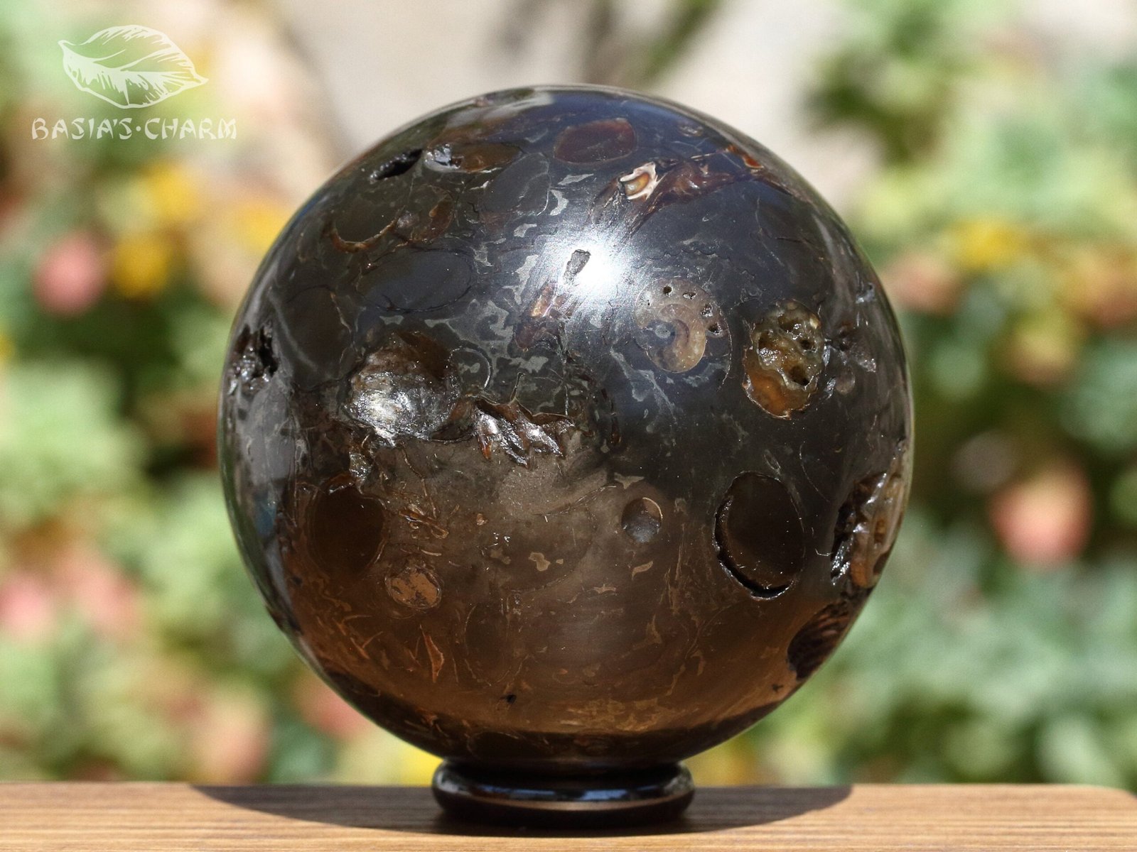 Ammonite in argillite - Image 6