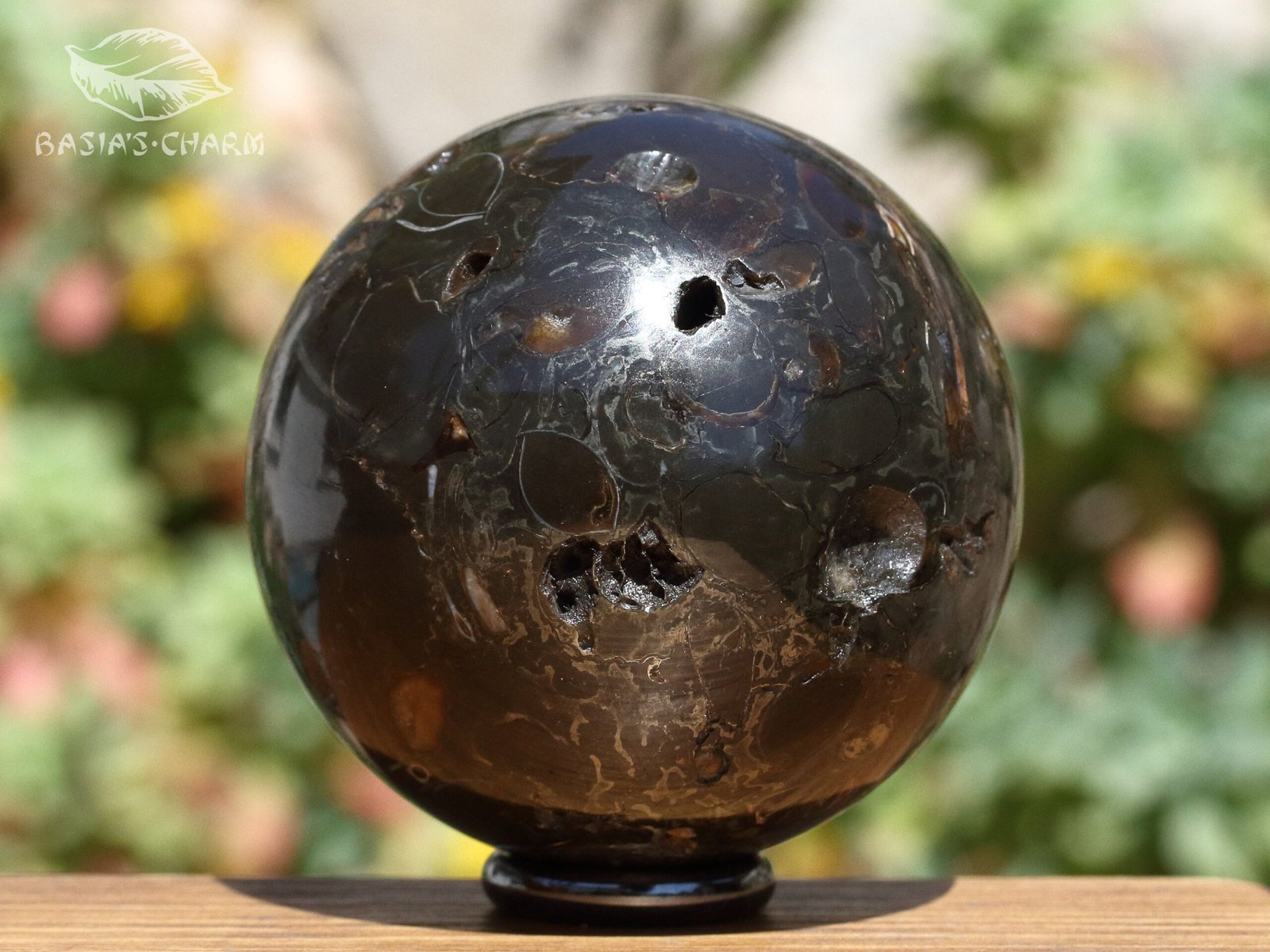 Ammonite in argillite - Image 7