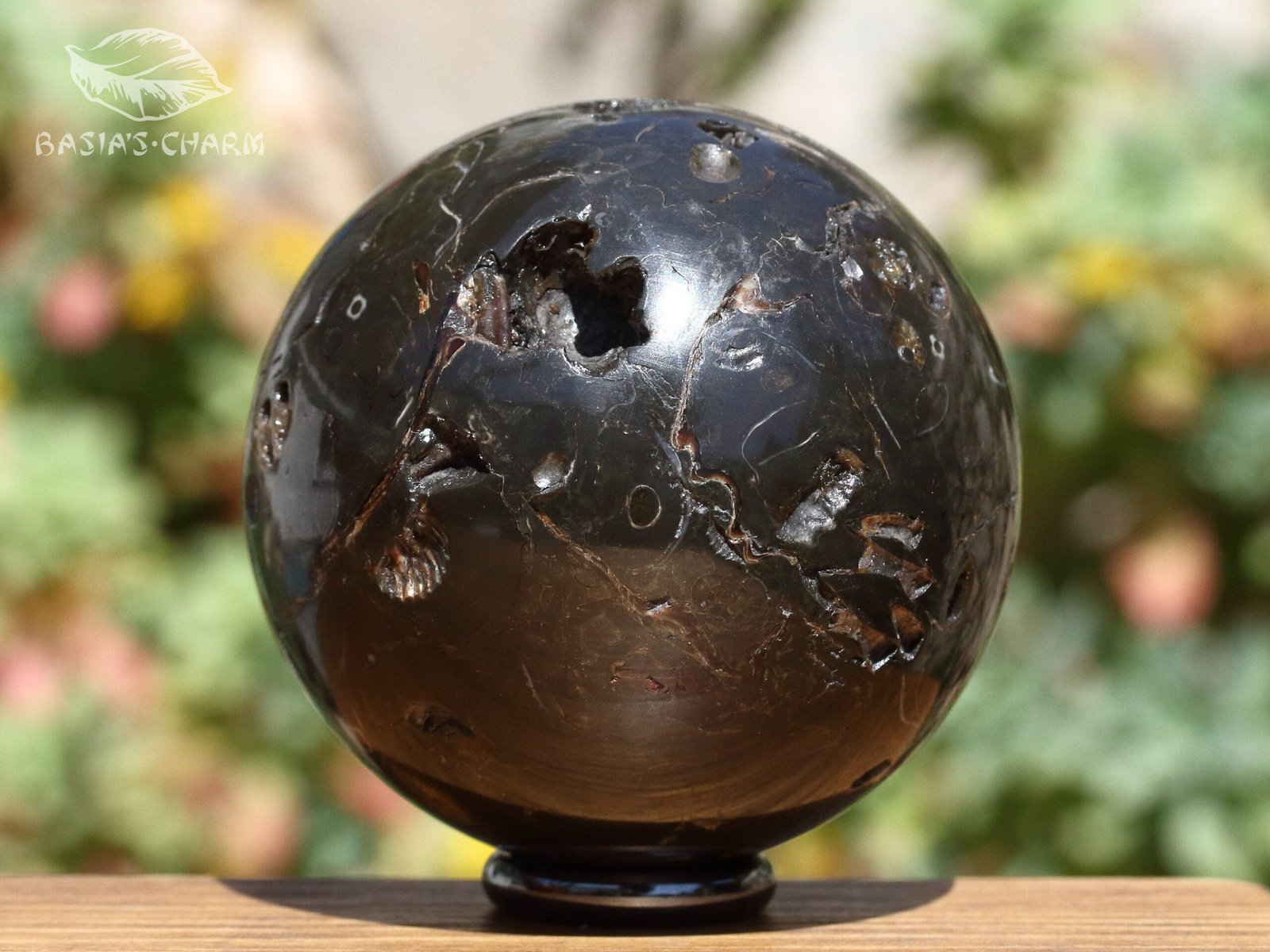 Ammonite in argillite - Image 8