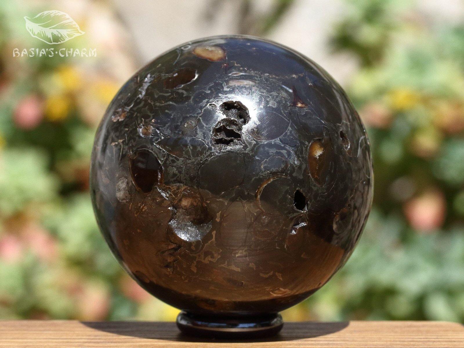 Ammonite in argillite - Image 9