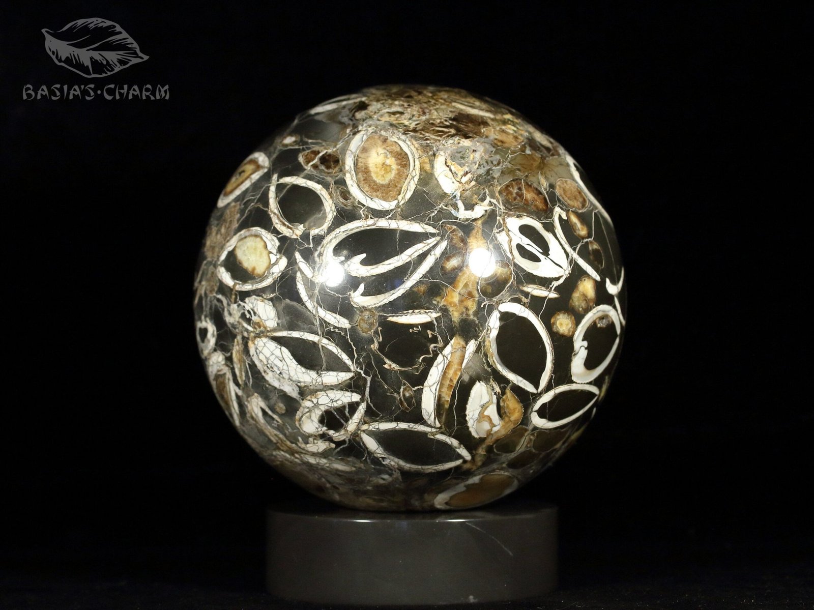 Ammonite simbircite in argillite with stand