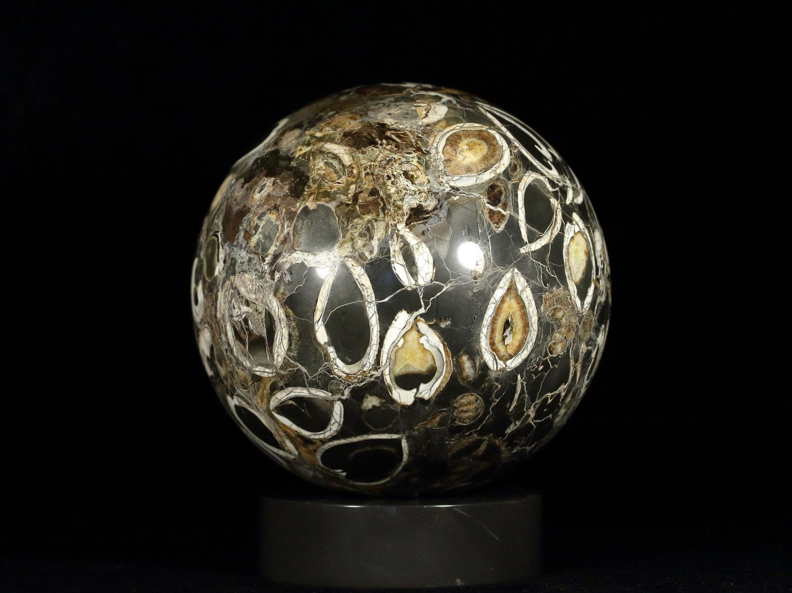 Ammonite simbircite in argillite with stand - Image 3