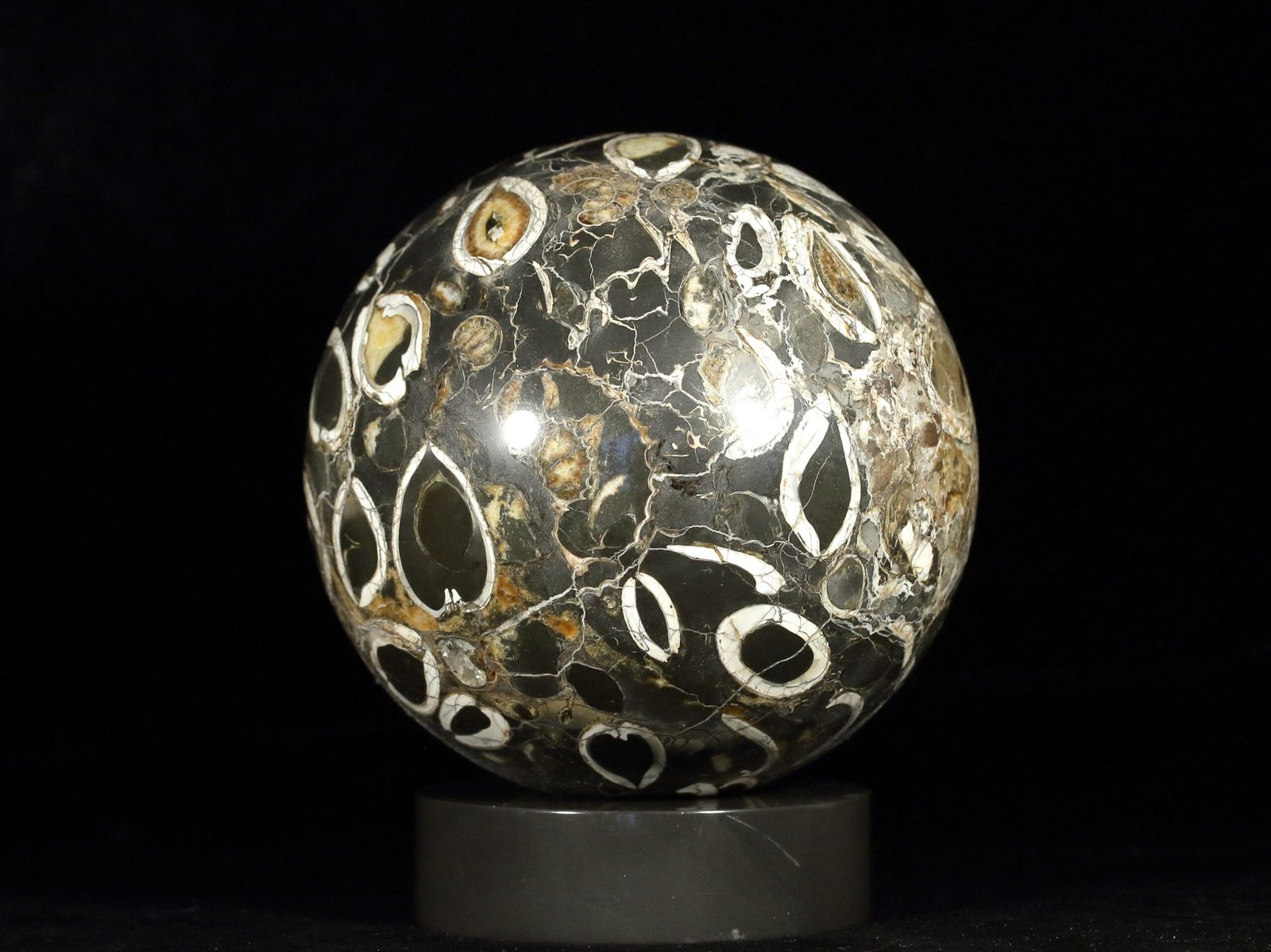 Ammonite simbircite in argillite with stand - Image 4