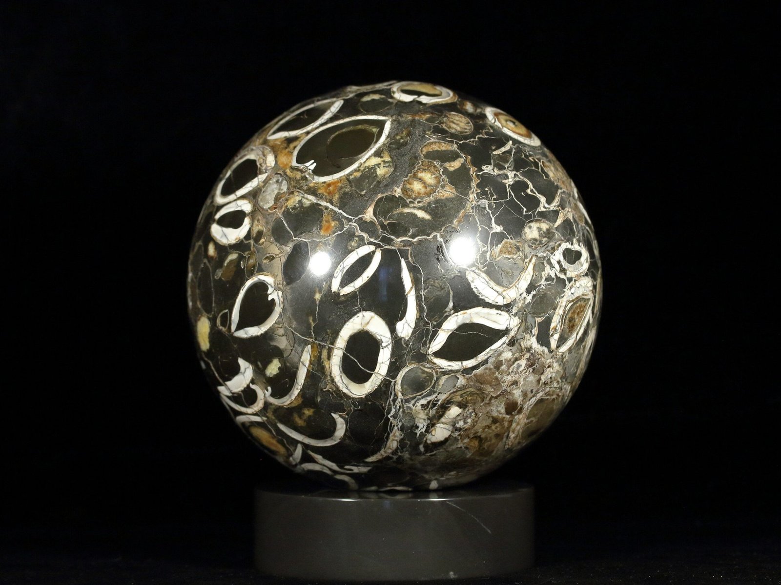 Ammonite simbircite in argillite with stand - Image 5