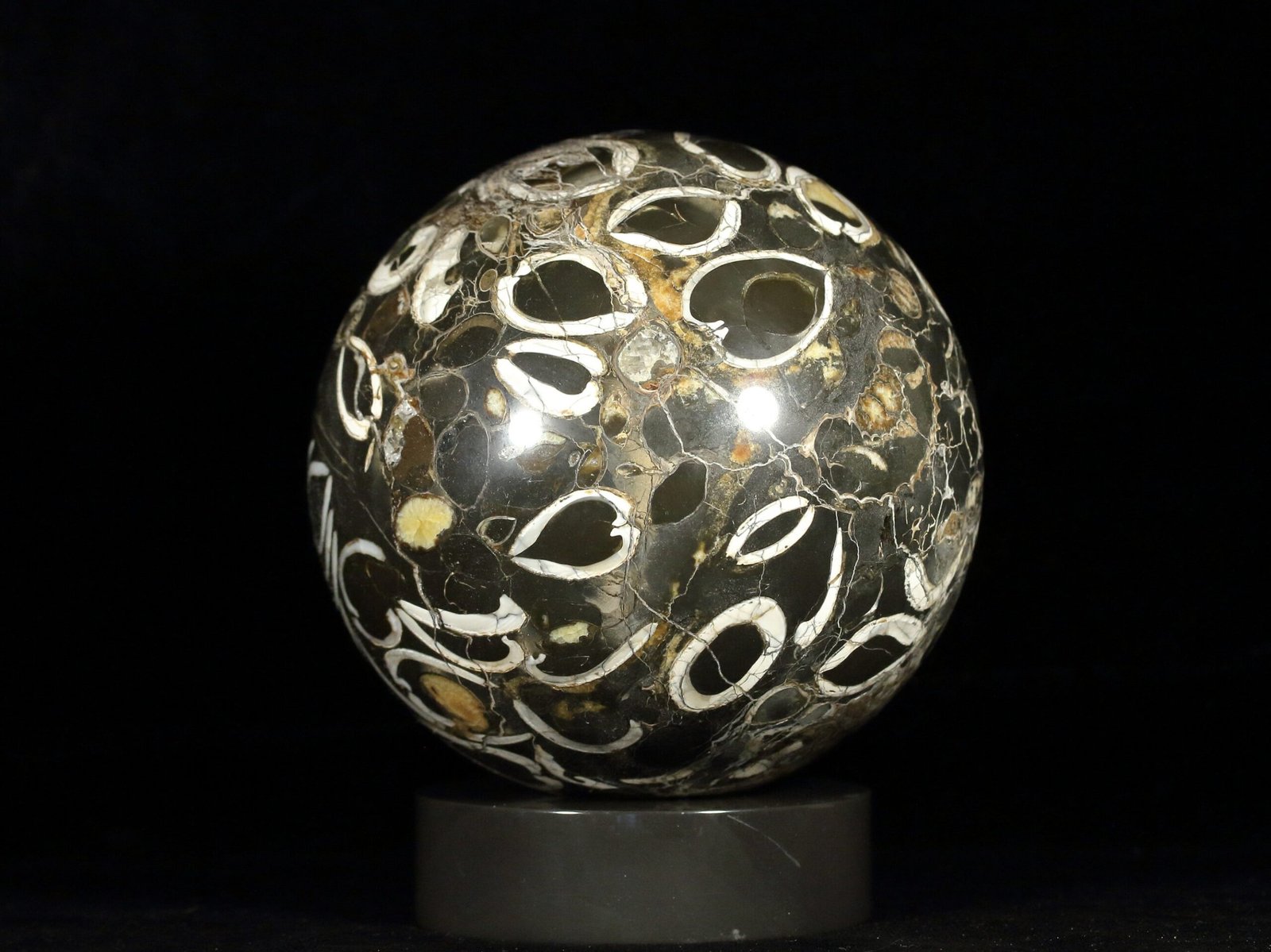 Ammonite simbircite in argillite with stand - Image 7