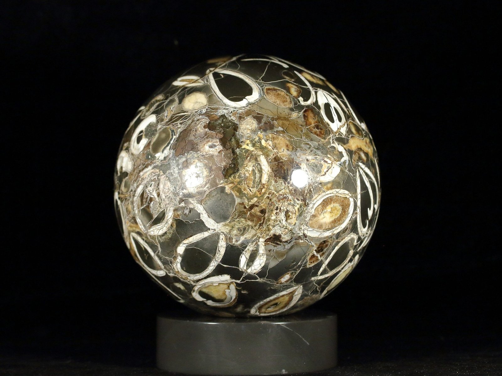 Ammonite simbircite in argillite with stand - Image 8